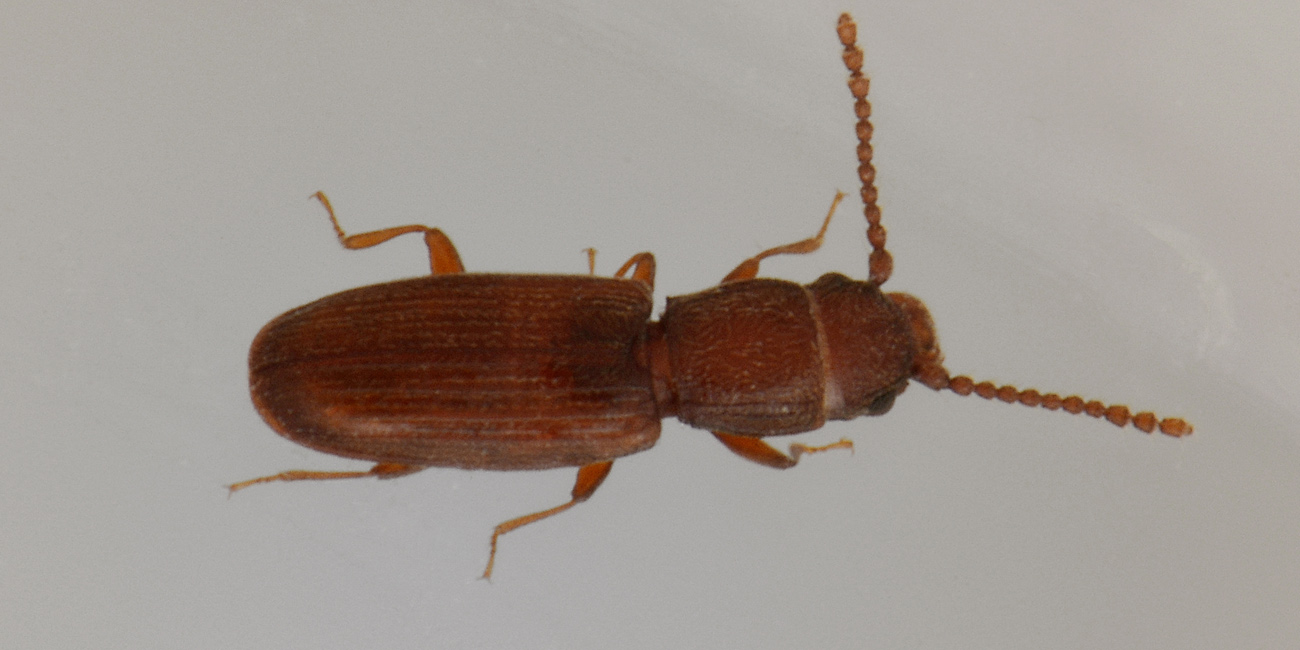 Bothrideres bipunctatus (Bothrideridae) e Cryptolestes cfr. duplicatus (Laemophloeidae)